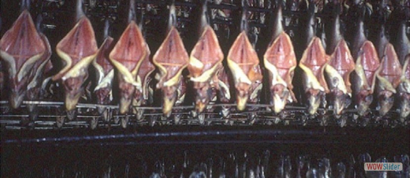 137