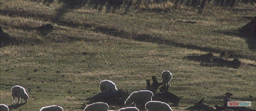 85