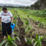 <strong>Eventos climáticos pueden afectar la seguridad alimentaria de al menos 20 países en América Latina y el Caribe</strong>