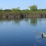 <strong>Guatemala impulsa modelo de compensación ambiental con enfoque multiactor en la Reserva de la Biósfera Maya</strong>