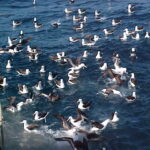 ⚓Un informe técnico alerta sobre la contaminación en el Puerto de Mar del Plata